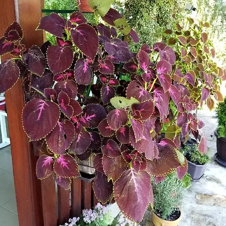 Apartamento Savinacki Kutak